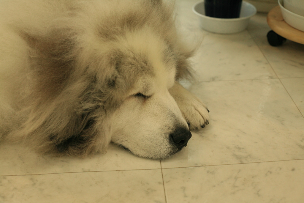 肉食獣だから昼間は眠いココさん