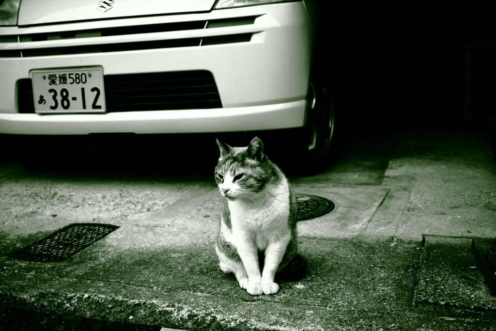 ミケさん　ハイコントラスト　調色緑