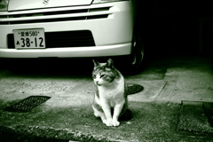 ミケさん　ハイコントラスト　調色緑