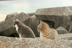 シマちゃんとグレーの子