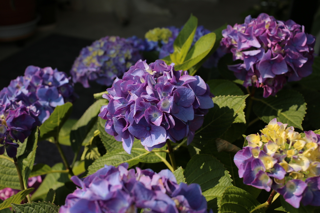 ココさん所のアジサイ