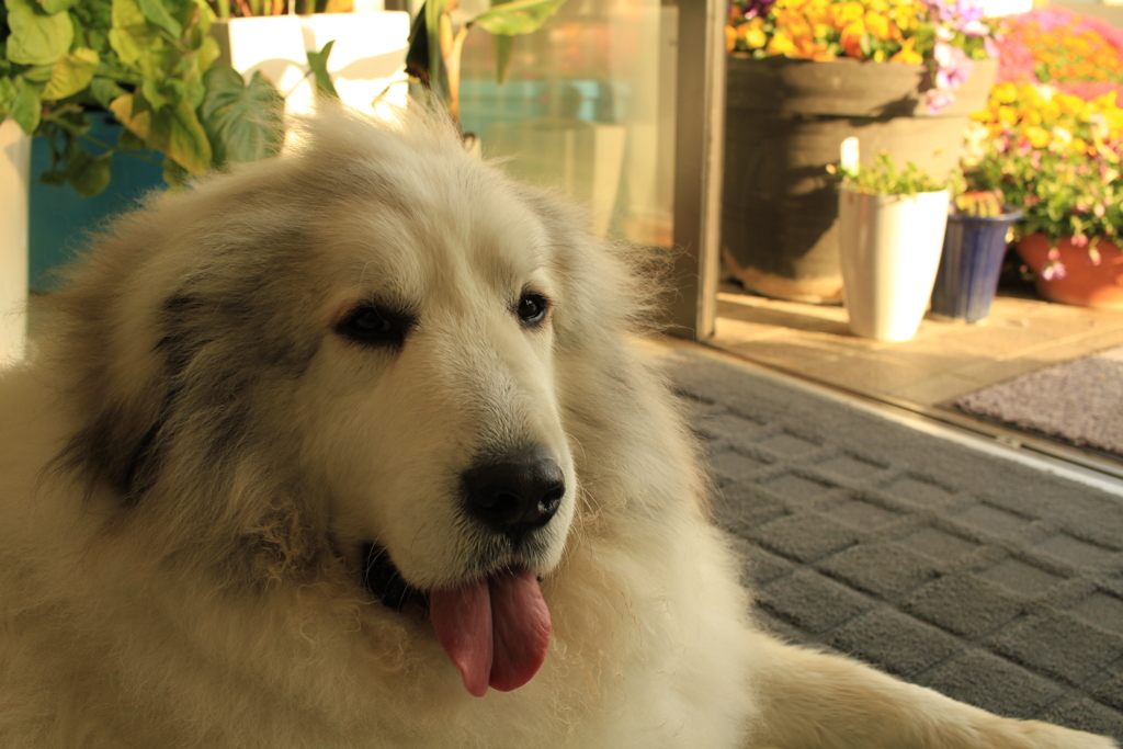 お店番してるココさん