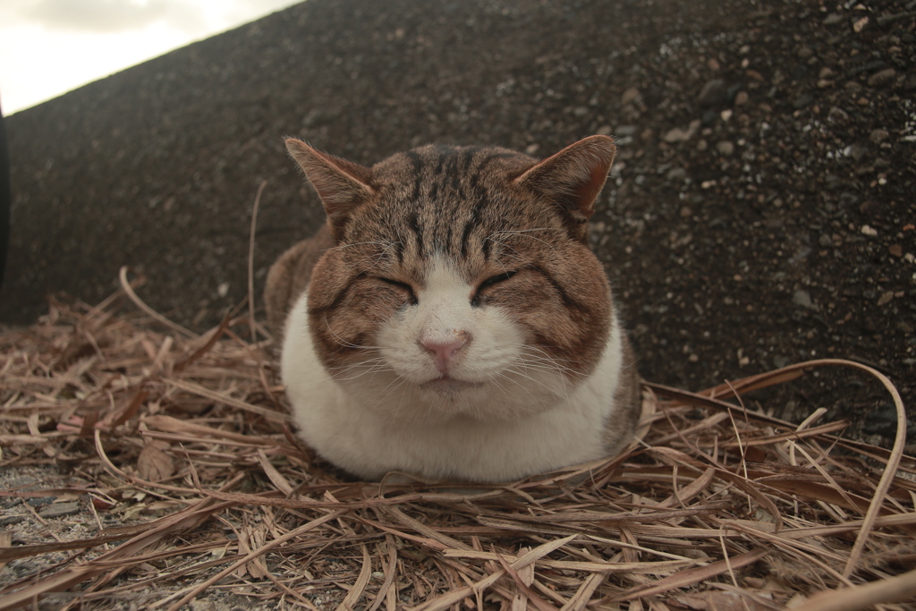寒くて香箱組んでるトム君