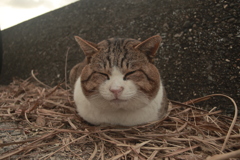 寒くて香箱組んでるトム君