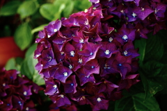 ココさん所の花