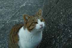 トム君