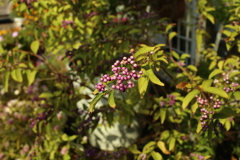 ココさん所の花