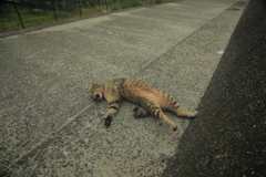 ねこ