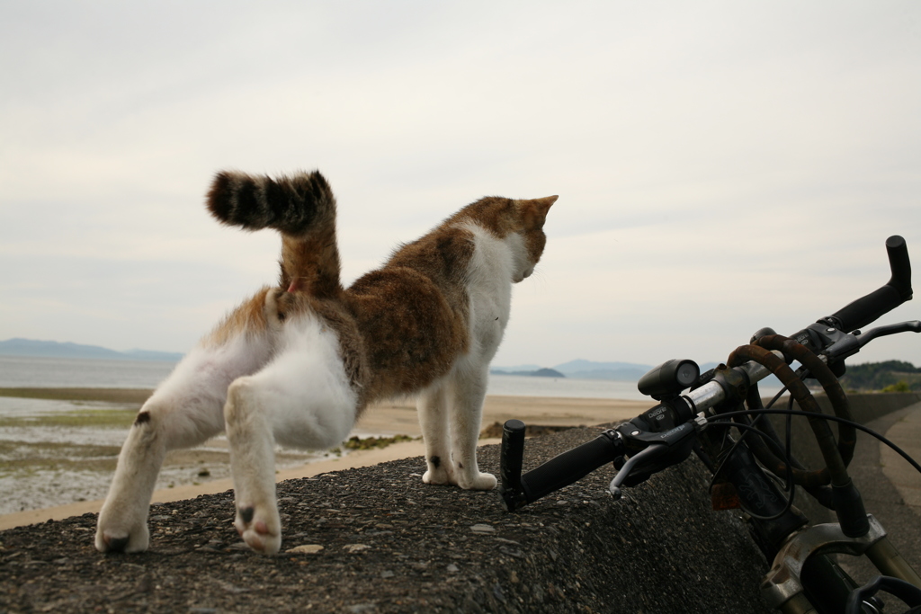 伸びをしてるトム君