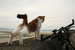 伸びをしてるトム君