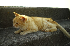 トラちゃんもこの夏が山場だろうな