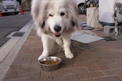 ご飯を食べるココさん