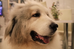 今日もお店番してるココさん