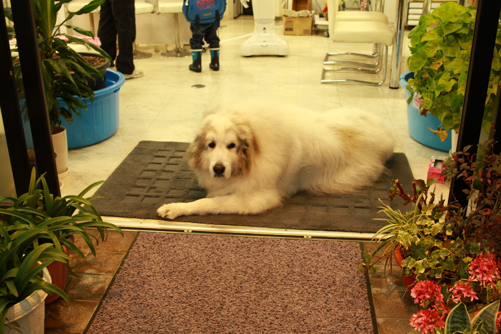 門番してるココ様