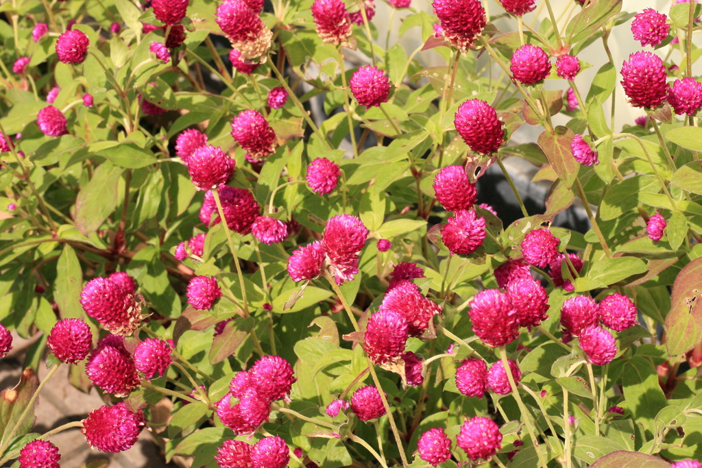 APS-Cに50mmは画角が不自然だな!(^^)!