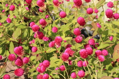 APS-Cに50mmは画角が不自然だな!(^^)!