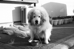 モノクロ＠2019-01-29