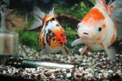 ココちゃんところの金魚