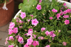 ココさんところの花