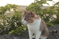 焼き猫になってないトム君