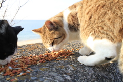 @2018-02-09 けっこうあったかい