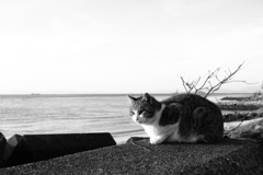 モノクロ＠2017-12-30