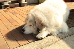 お昼は番犬のココちゃん