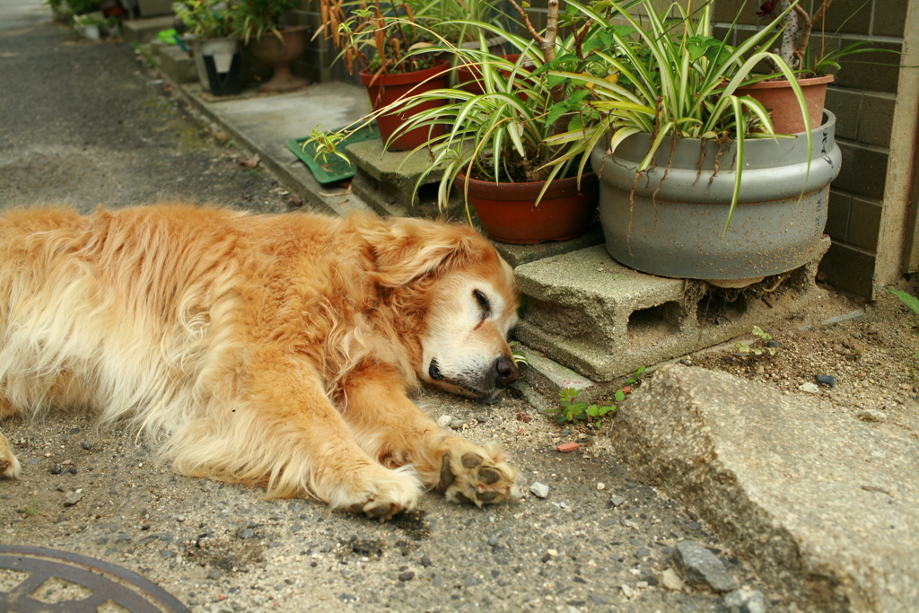 お宿番してるみゅうちゃん