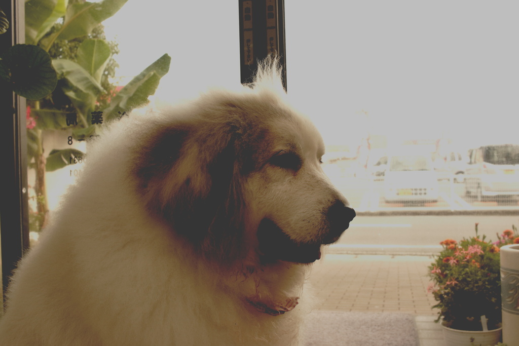 ココちゃん　インスタ風