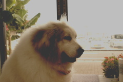 ココちゃん　インスタ風