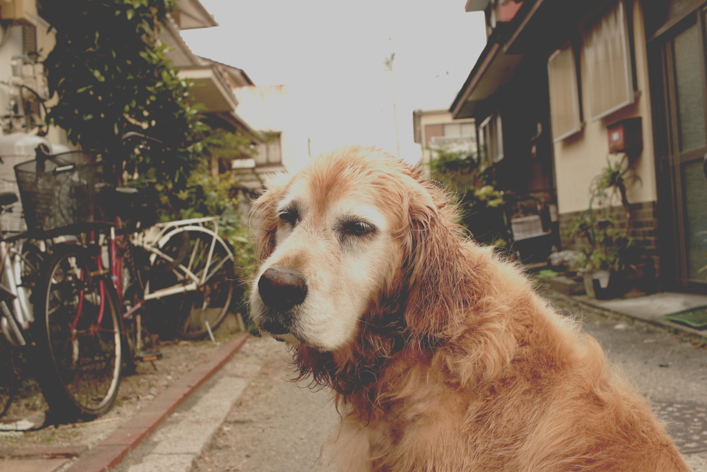 インスタみたいなみゅうちゃん