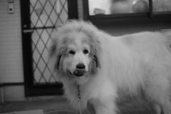 ご飯食べて満足なココさん