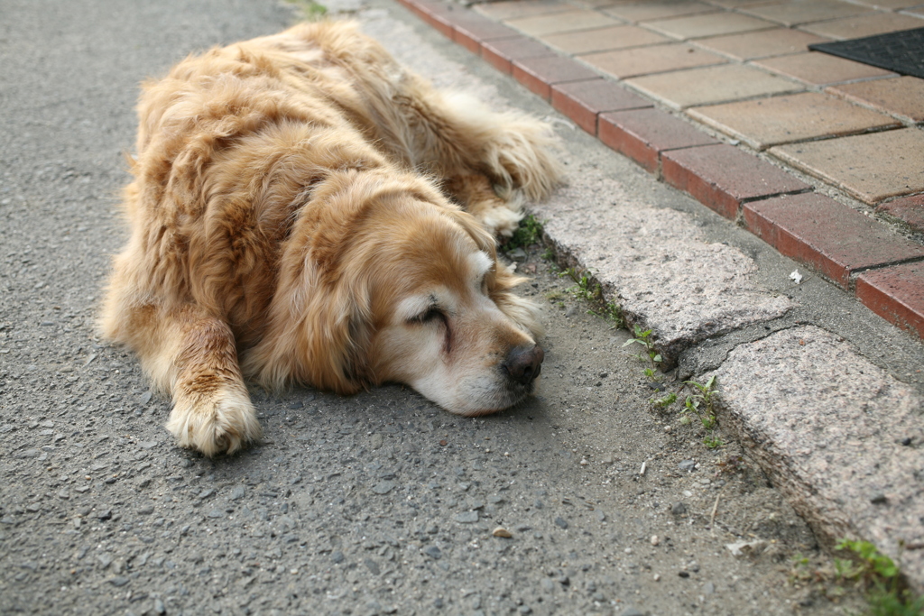GWの激務が終わろうとしてるみゅうちゃん