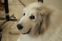 お店番してるココさん