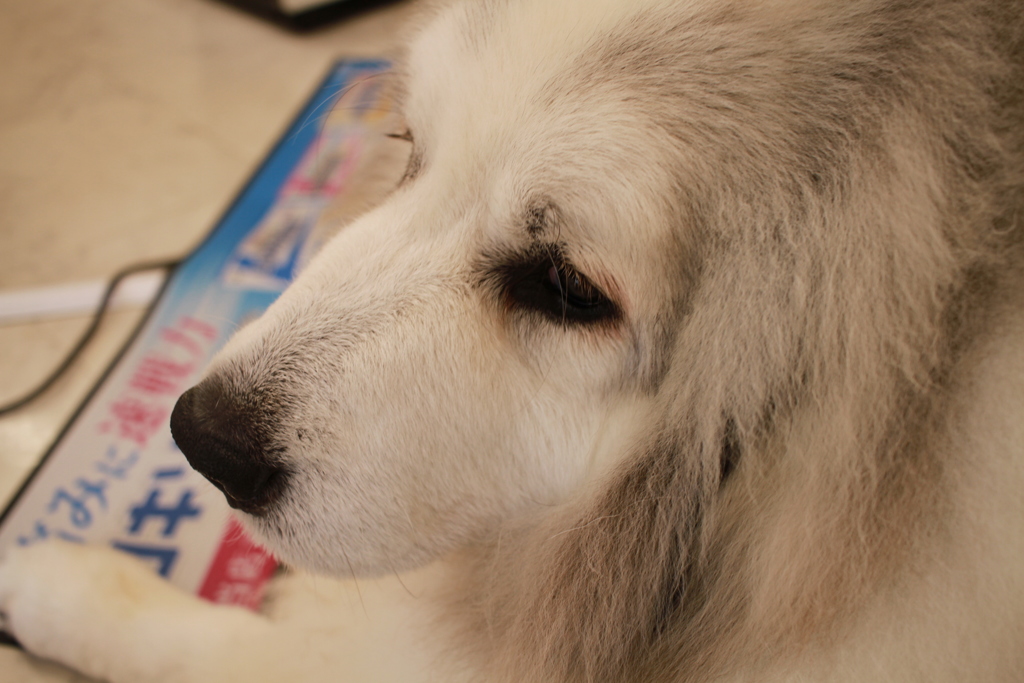 お店番してるココさん