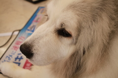 お店番してるココさん