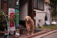 宿番をするみゅうちゃん