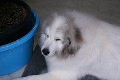 昨日お昼のココさん