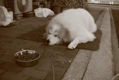 朝のココちゃん