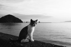 トム君