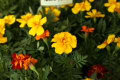 スーパーで売ってた花