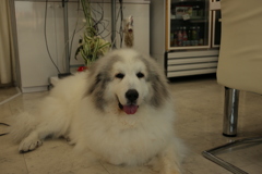 今日もお店番してるココさん