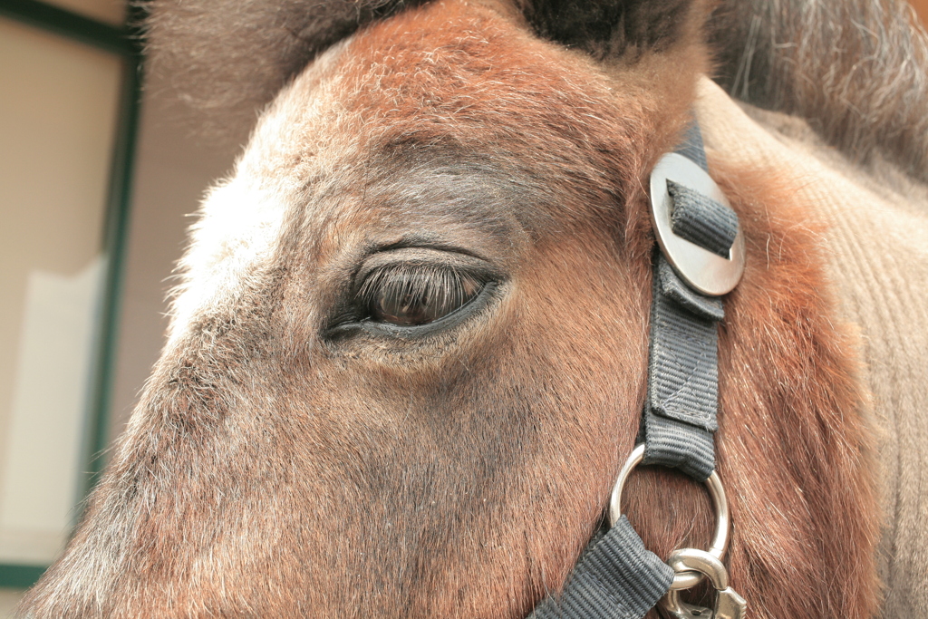 レレレちゃんのつぶらな瞳