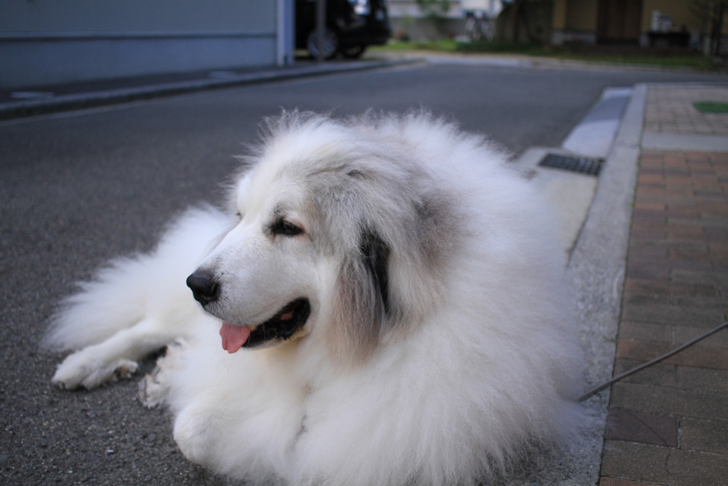 ほのぼのしてるココさん