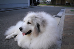 ほのぼのしてるココさん