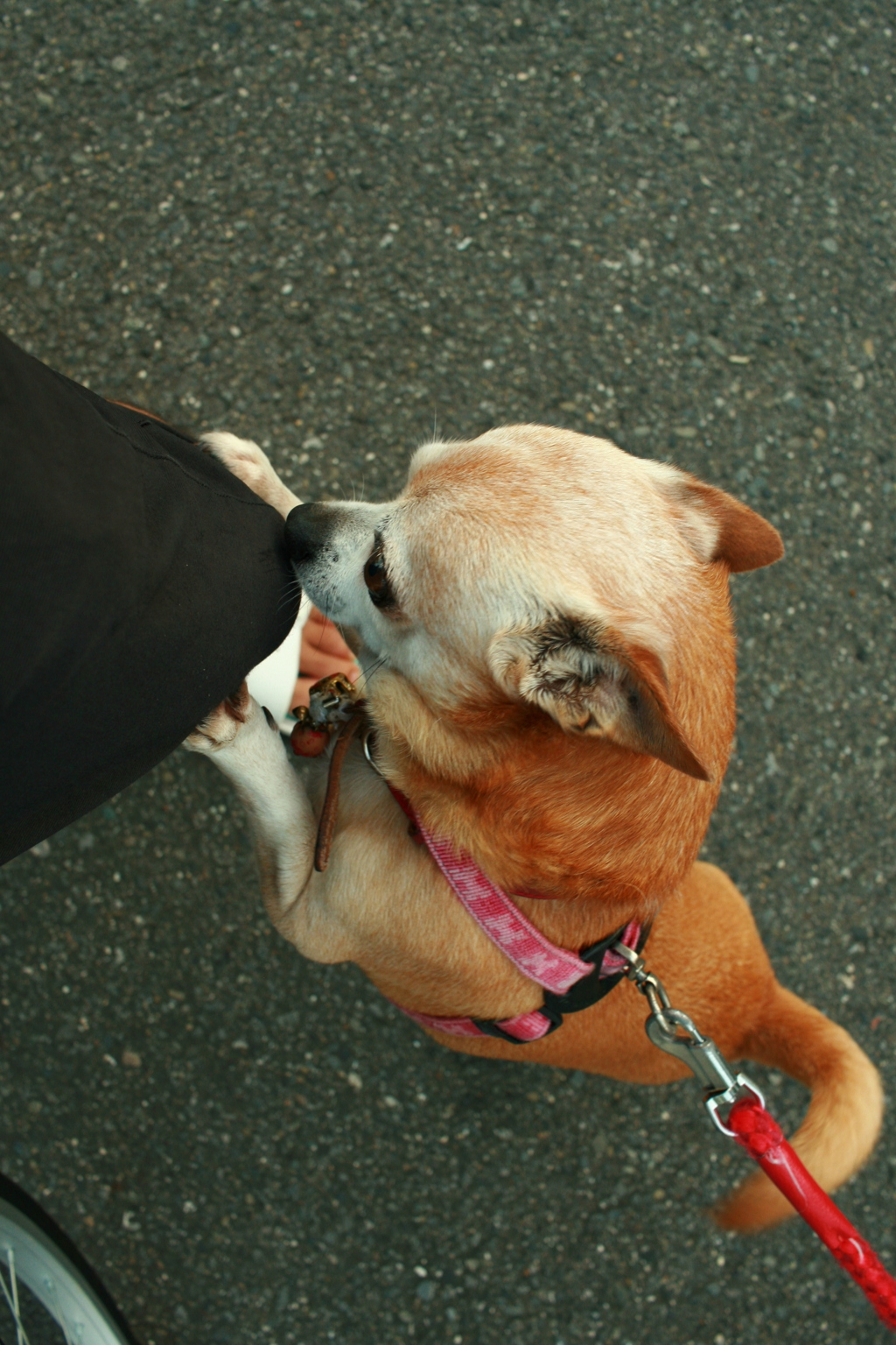 あまえんぼするアキちゃん