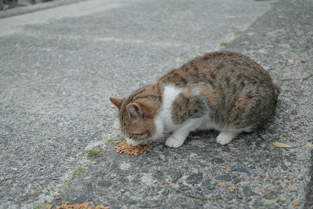 ご飯を食べてるトム君