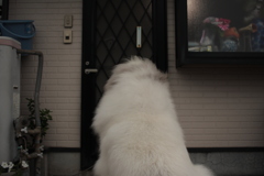 暑くてうちの中に入りたいココちゃん