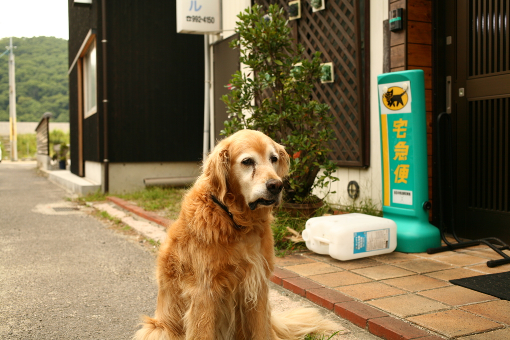 今日もお宿番してるみゅうちゃん