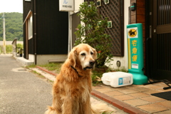 今日もお宿番してるみゅうちゃん